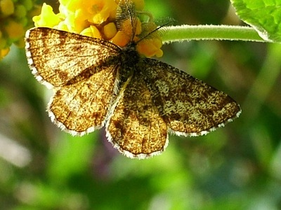 Common Heath